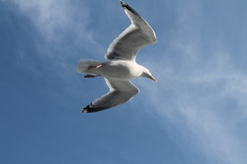 Fototapeta premium Möwe im Flug