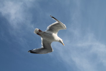 Möwe im Flug