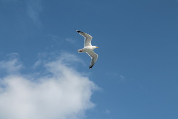 Möwe im Flug