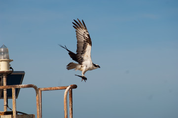 osprey flying with fish
