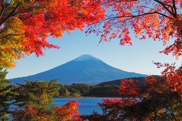 Maple leaves change to autumn color at Mt.Fuji, Japan