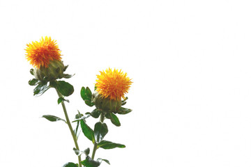 Obraz premium ベニバナ 白背景