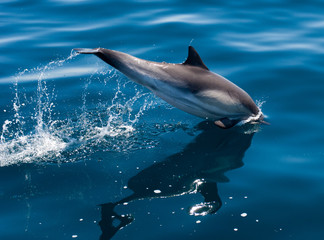  white sided dolphin in the water