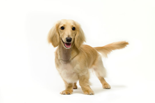 ミニチュア ダックスフント　Dachshund