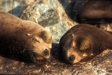 two seals sleeping on rocks