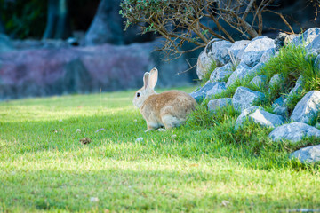 rabbit in park