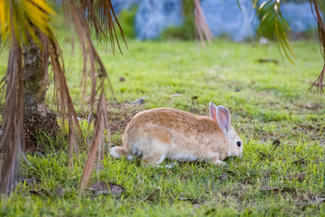 rabbit in park