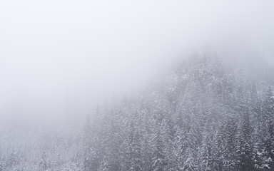 Fototapeta na wymiar snow chrestmas trees in deep winter mountain forest