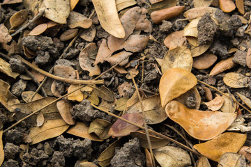 Dried leaves on the ground background