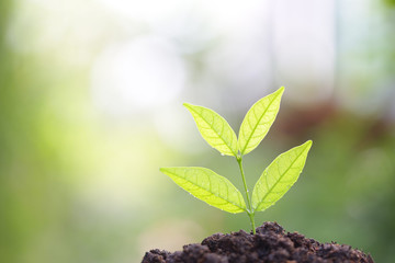 Young green plant growing