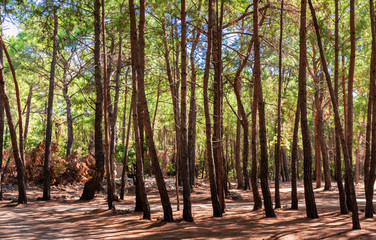 edge of the forest, with relict pines, on a flat surface