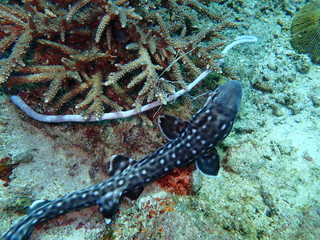 Coral reefs shark get caught on a hand line fishing