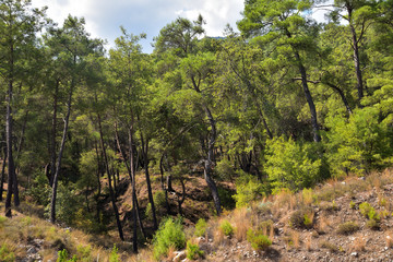 relict pine trees on a hill against a sky covered with clouds