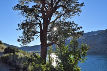 Lake Tree
