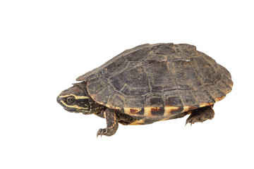 turtle isolated on white background