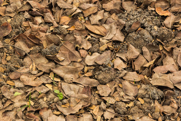 Dried leaves on the ground background