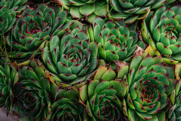 green leaf cactus background