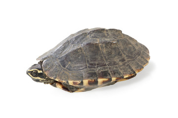 turtle isolated on white background