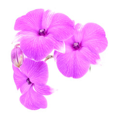 Fototapeta na wymiar Beautiful Pink orchid - phalaenopsis