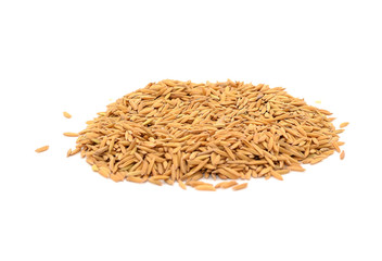 Paddy rice isolated on white background