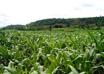 corn farm in thailand, corn field, corn farm