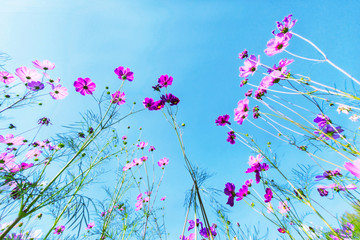 Obraz na płótnie Canvas flowers on background of blue sky
