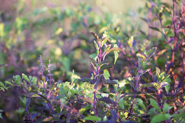 Tree Leaves bokeh for nature background and save green concept,abstract,soft and blur focus