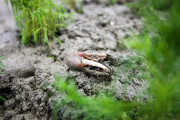This is a sand crab.