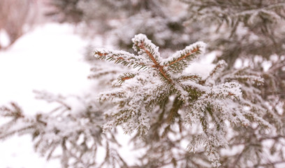 branch of a tree