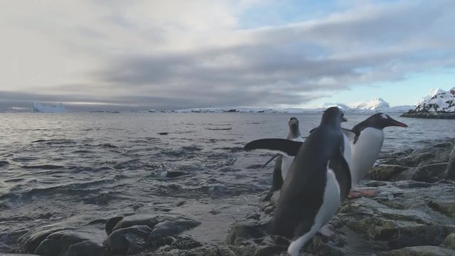 Gentoo Penguin Jump to Rock Ashore Antarctic. Antarctica Wildlife Animal. North Arctic Bird Flock Come Ocean Beach from Freeze Water Close-up Static Shot Footage in 4K (UHD)