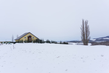 Ken and Mary tree in Biei, Hokkaido, Japan