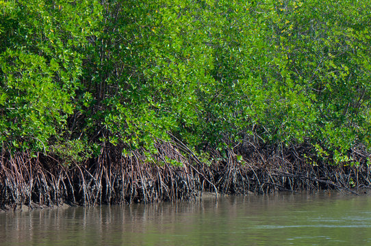 Fototapeta mangrove forest nature near water in an estuary