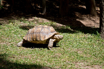 Obraz premium aldabra giant tortoise