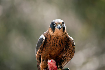 Australian Hobby Falcon