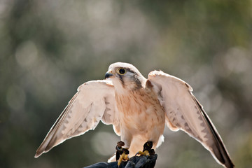 Australian nankeen kestrel
