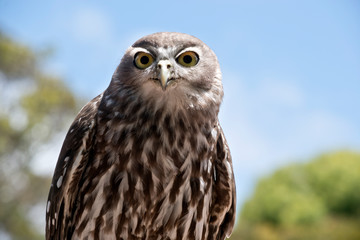 barking owl
