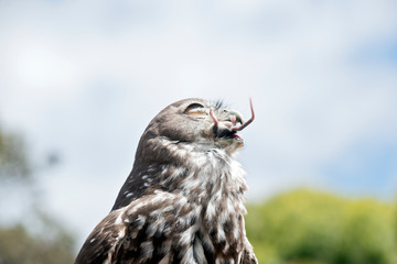 barking owl