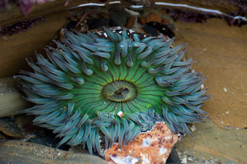 Sea Anemone in california tidepools