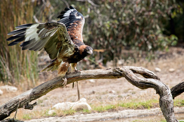 black breasted buzzard