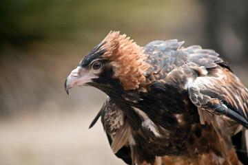 black breasted buzzard
