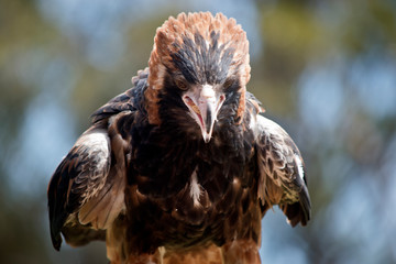 black breasted buzzard