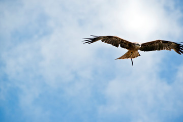 black kite flying
