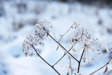 Dry grass covered with snow in the winter forest close up