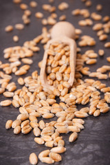 Rye or wheat grains on scoop, harvest concept