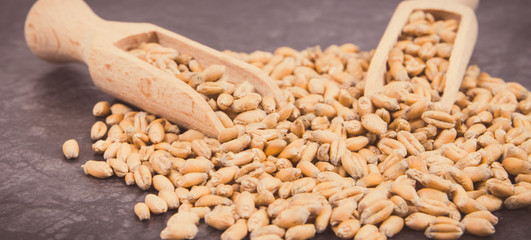 Rye or wheat grains with spoon, agricultural concept. Vintage photo
