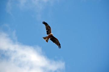 black kite flying