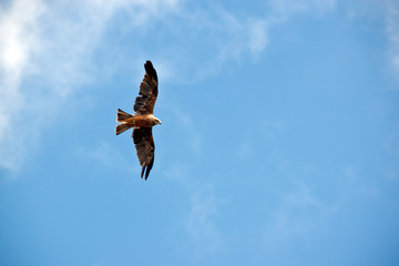 black kite flying