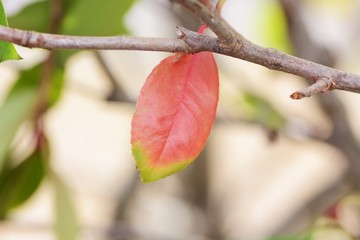 Japanese photinia leaves