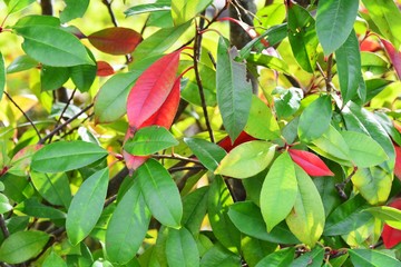 Japanese photinia leaves