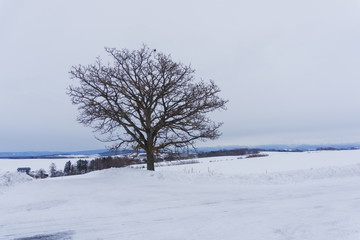 Seven Star tree in Biei, Hokkaido, Japan